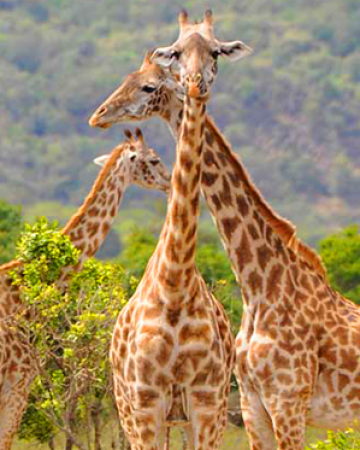 Mikumi National Park