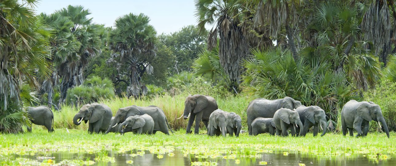Herd of elephants grazing at the water's edge among palm trees in Nyerere National Park (Selous), Tanzania