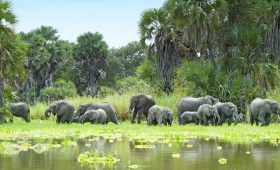 Herd of elephants grazing at the water's edge among palm trees in Nyerere National Park (Selous), Tanzania