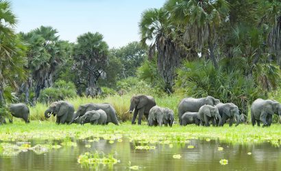 Herd of elephants grazing at the water's edge among palm trees in Nyerere National Park (Selous), Tanzania