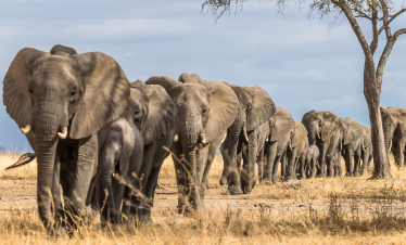 5-Day Camping to Tarangire, Serengeti & Ngorongoro