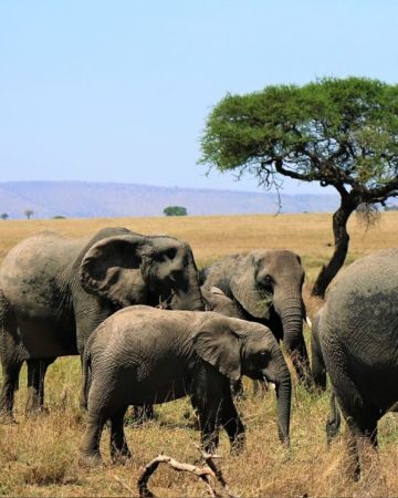 Tarangire National Park
