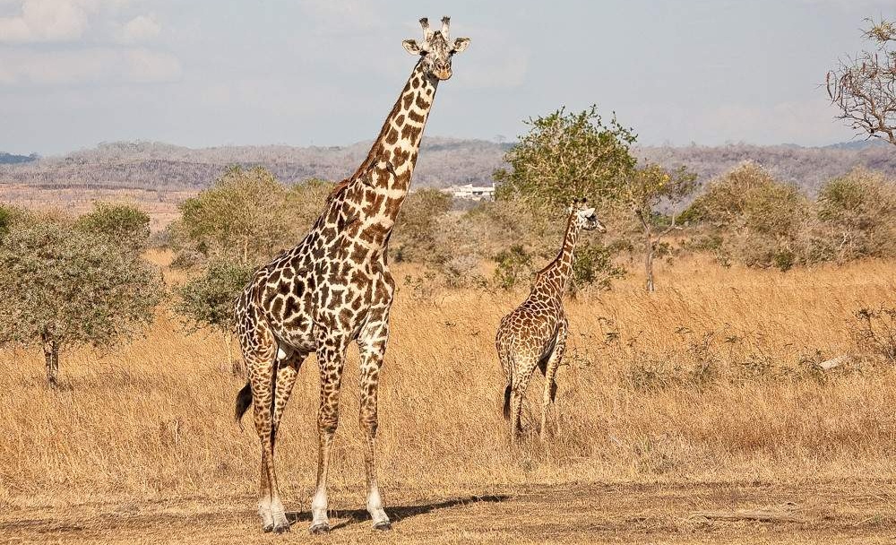 2-Day-Mid-Range-Safari-to-Mikumi-NP-from-Dar-02