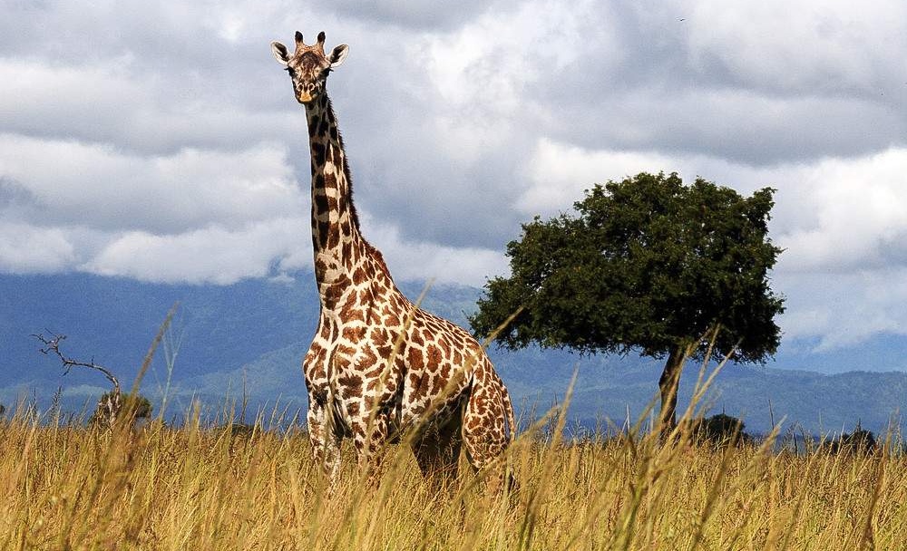 2-Day-Mid-Range-Safari-to-Mikumi-NP-from-Dar-03