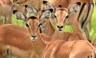 2-Day-Mid-Range-Safari-to-Mikumi-NP-from-Dar-04