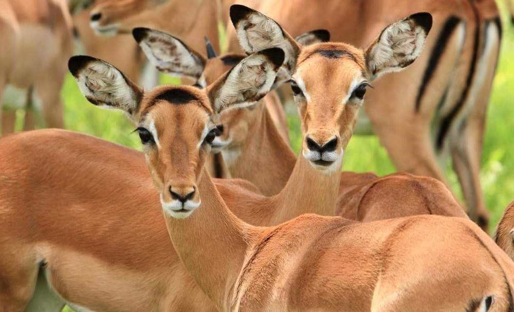 2-Day-Mid-Range-Safari-to-Mikumi-NP-from-Dar-04