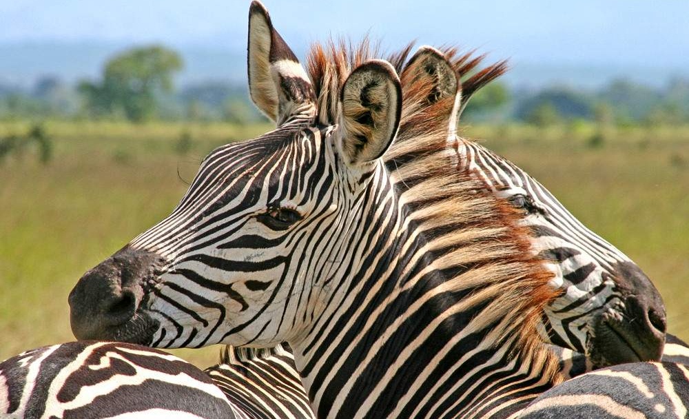 2-Day-Mid-Range-Safari-to-Mikumi-NP-from-Dar-05