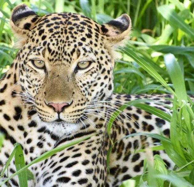 2-Day-Mid-Range-Safari-to-Mikumi-NP-from-Dar-06