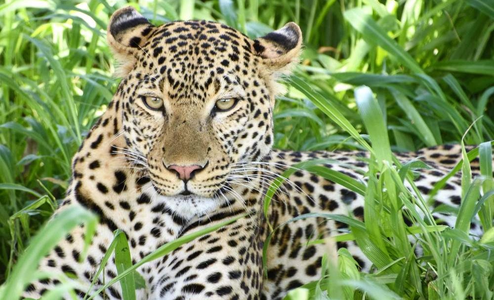 2-Day-Mid-Range-Safari-to-Mikumi-NP-from-Dar-06