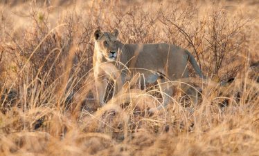 2-Day-Mid-Range-Safari-to-Mikumi-NP-from-Dar-07