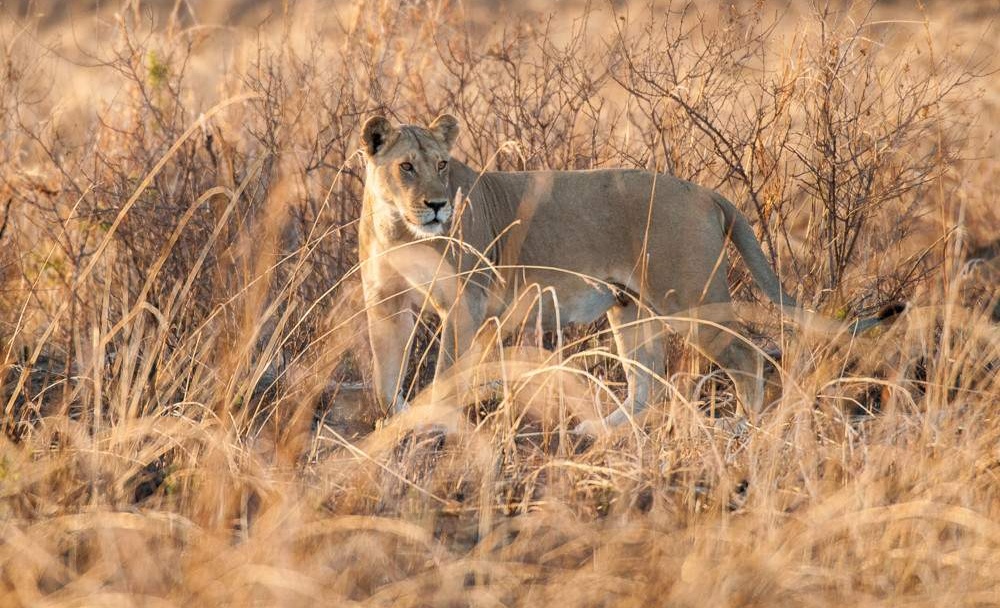 2-Day-Mid-Range-Safari-to-Mikumi-NP-from-Dar-07