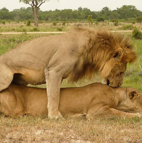 2-Day-Mid-Range-Safari-to-Mikumi-NP-from-Dar-08