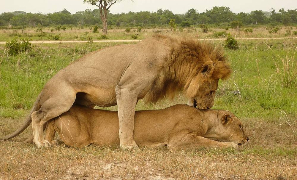 2-Day-Mid-Range-Safari-to-Mikumi-NP-from-Dar-08