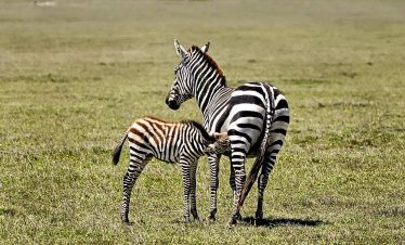 2-Day-Mid-Range-Safari-to-Mikumi-NP-from-Dar-09