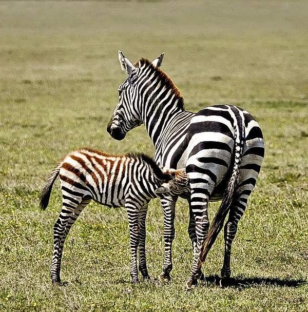 2-Day-Mid-Range-Safari-to-Mikumi-NP-from-Dar-09