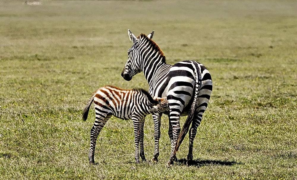 2-Day-Mid-Range-Safari-to-Mikumi-NP-from-Dar-09