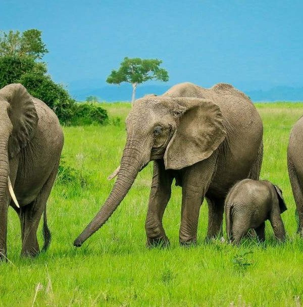 2-Day-Mid-Range-Safari-to-Mikumi-NP-from-Dar-10