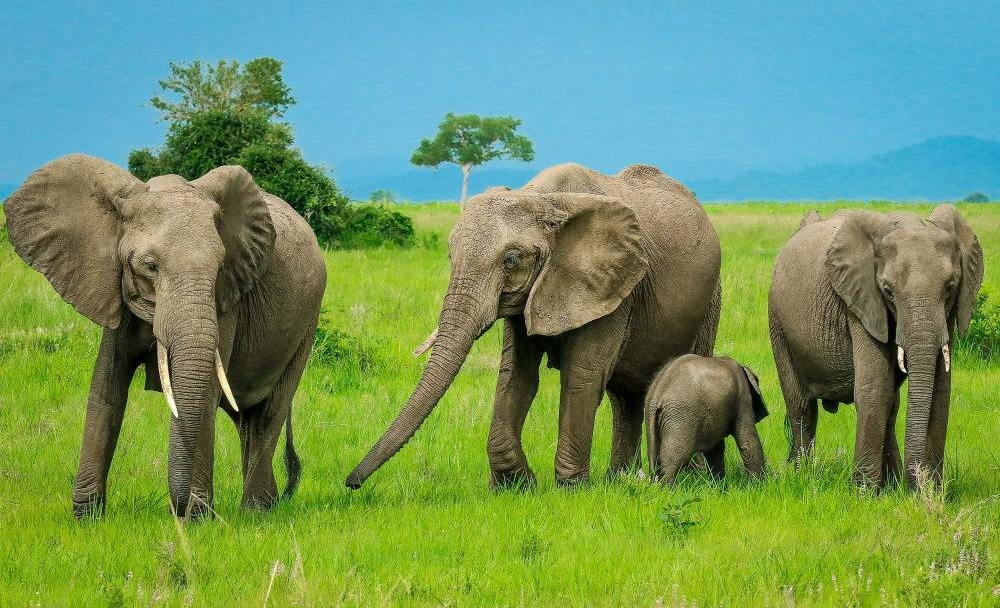 2-Day-Mid-Range-Safari-to-Mikumi-NP-from-Dar-10