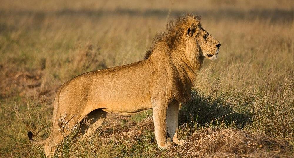Male lion standing in golden savannah grass on a Serengeti safari in Tanzania