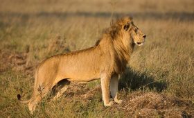 Male lion standing in golden savannah grass on a Serengeti safari in Tanzania