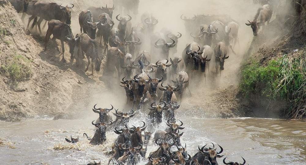 Wildebeest herd plunging into a river during the Great Migration in Tanzania