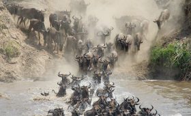 Wildebeest herd plunging into a river during the Great Migration in Tanzania