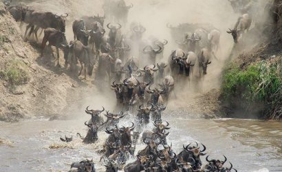 Wildebeest herd plunging into a river during the Great Migration in Tanzania