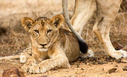 5-Day Nyerere & Mikumi National Park from Dar