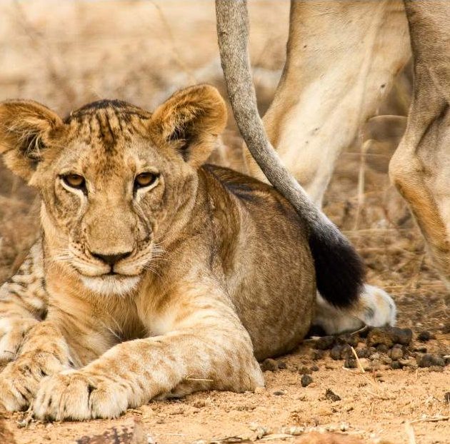 5-Day Nyerere & Mikumi National Park from Dar