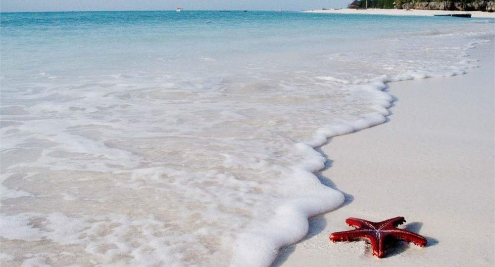 Red starfish on a white-sand Zanzibar beach with turquoise Indian Ocean water