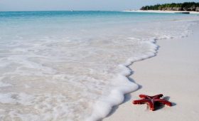 Red starfish on a white-sand Zanzibar beach with turquoise Indian Ocean water