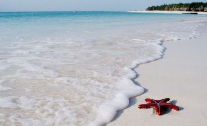 Red starfish on a white-sand Zanzibar beach with turquoise Indian Ocean water