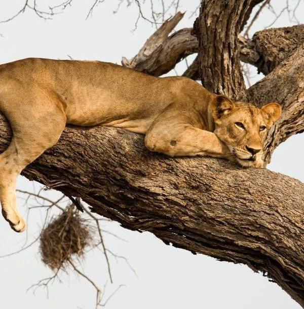 5-day-nyerere-mikumi-national-park-from-dar-01