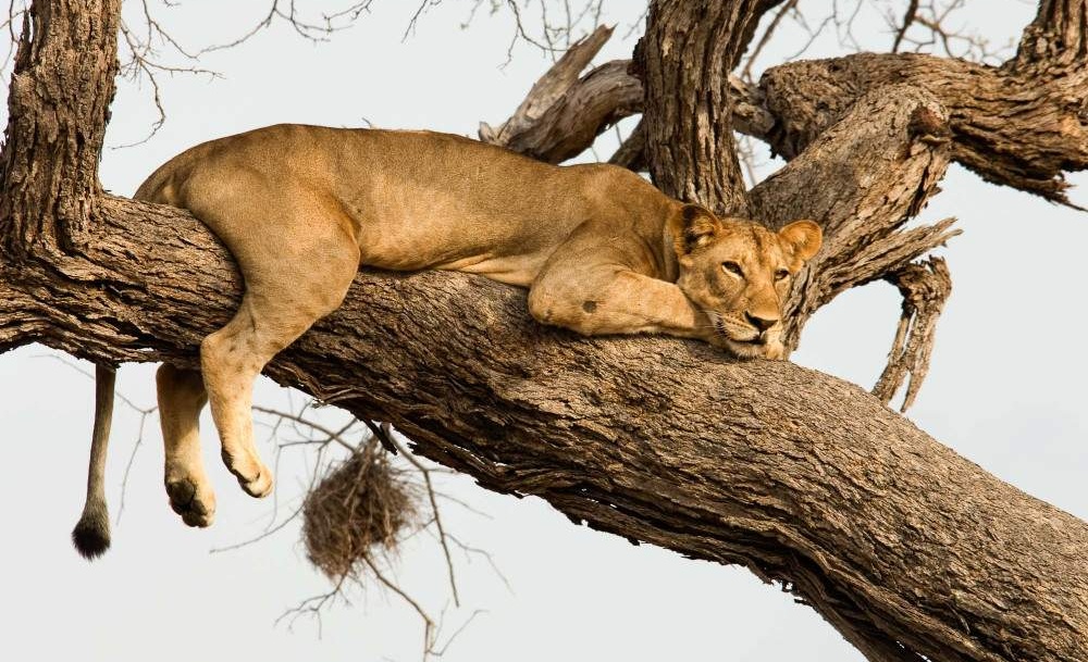 5-day-nyerere-mikumi-national-park-from-dar-01