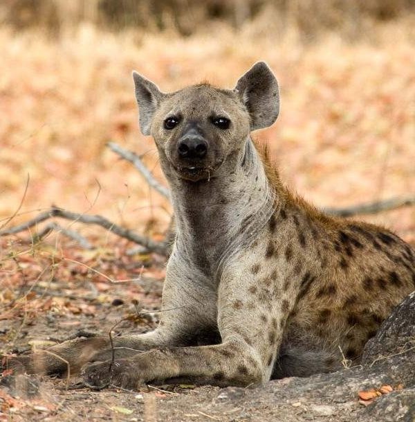 5-day-nyerere-mikumi-national-park-from-dar-01