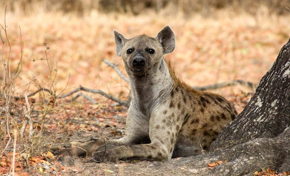 5-day-nyerere-mikumi-national-park-from-dar-01