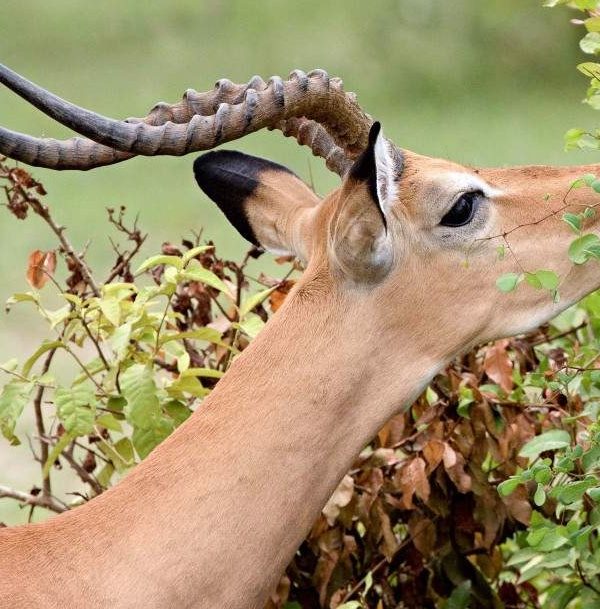 5-day-nyerere-mikumi-national-park-from-dar-01