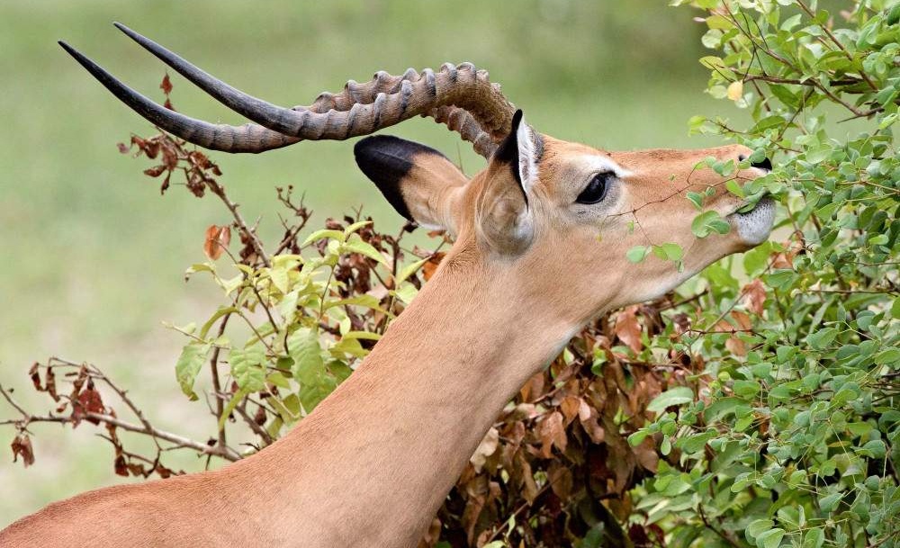 5-day-nyerere-mikumi-national-park-from-dar-01