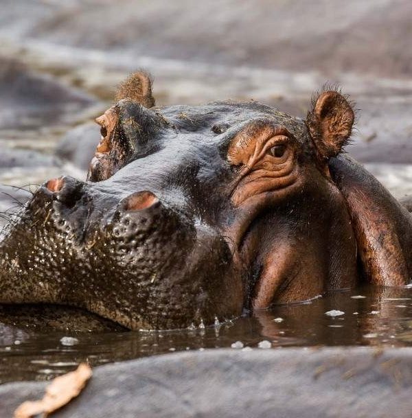 5-day-nyerere-mikumi-national-park-from-dar-04