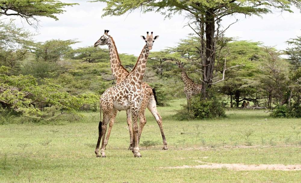 5-day-nyerere-mikumi-national-park-from-dar-06