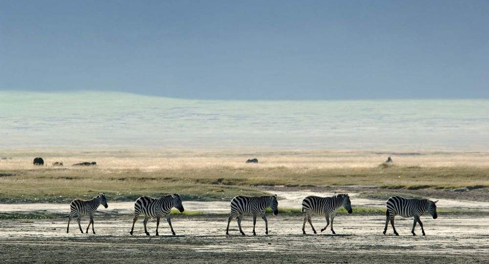 Zebras walking across the Ngorongoro Crater floor on a safari game drive in Tanzania
