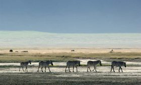 Zebras walking across the Ngorongoro Crater floor on a safari game drive in Tanzania