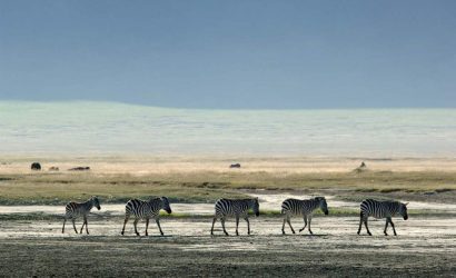 Zebras walking across the Ngorongoro Crater floor on a safari game drive in Tanzania