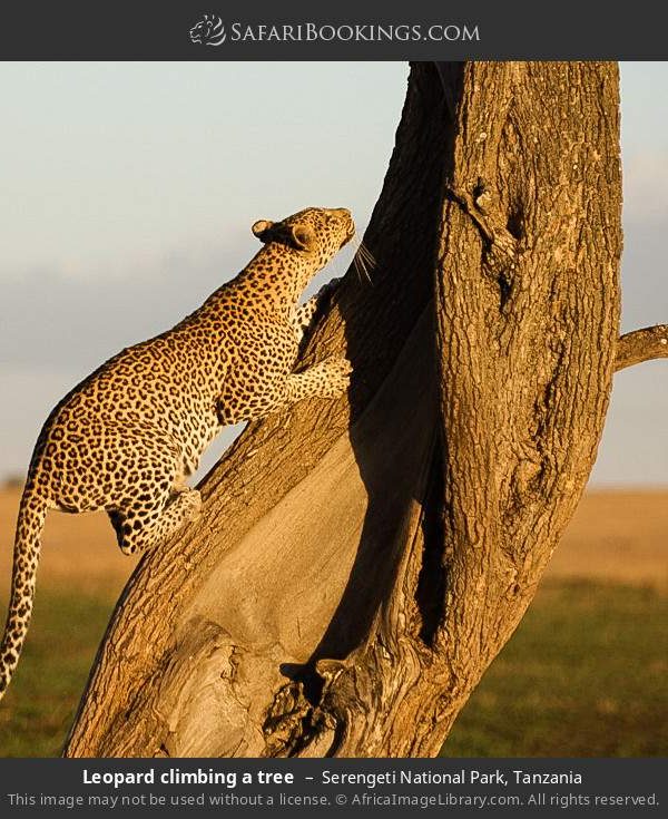 4-Day Fly in Safari to Serengeti, Ngorongoro & Tarangire