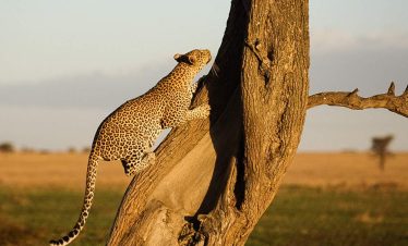 4-Day Fly in Safari to Serengeti, Ngorongoro & Tarangire