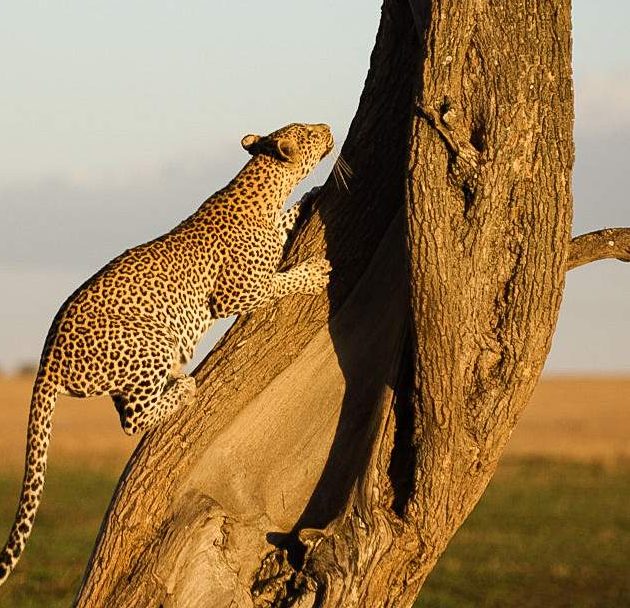 4-Day Fly in Safari to Serengeti, Ngorongoro & Tarangire