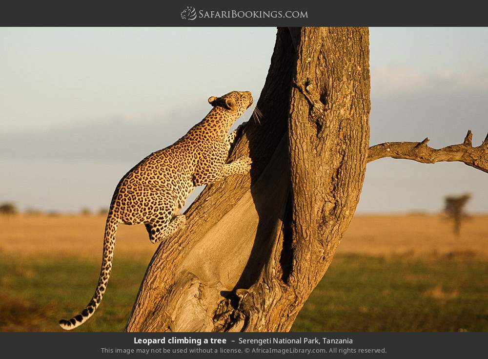 4-Day Fly in Safari to Serengeti, Ngorongoro & Tarangire