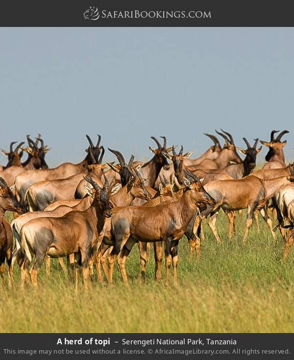 Serengeti_National_Park_021