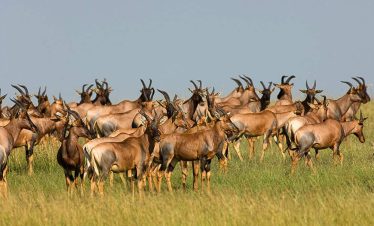Serengeti_National_Park_021