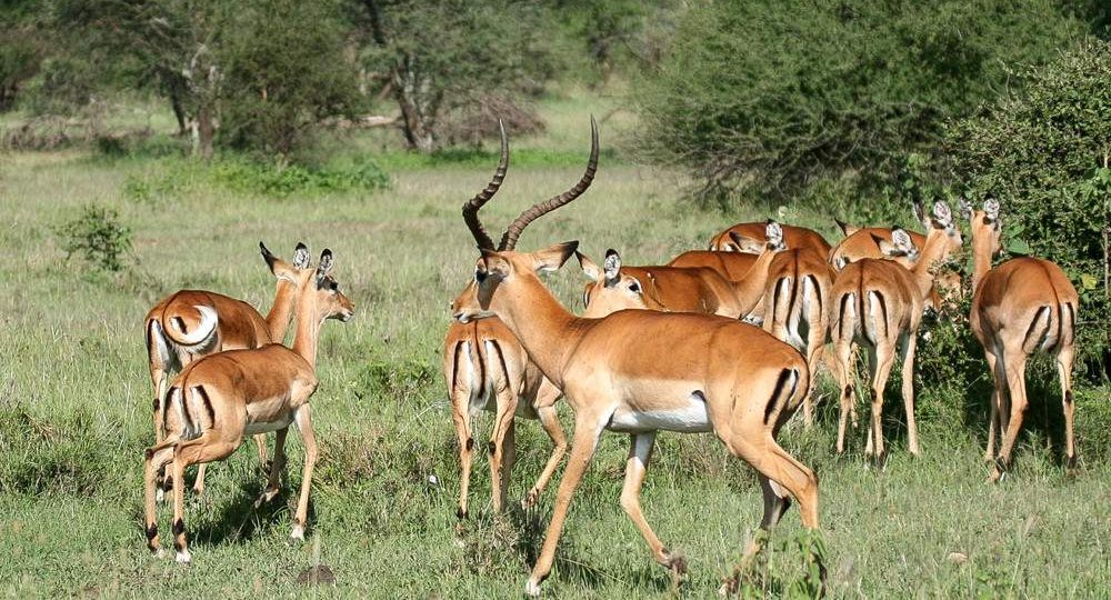 Herd of impala grazing in Serengeti National Park, Tanzania